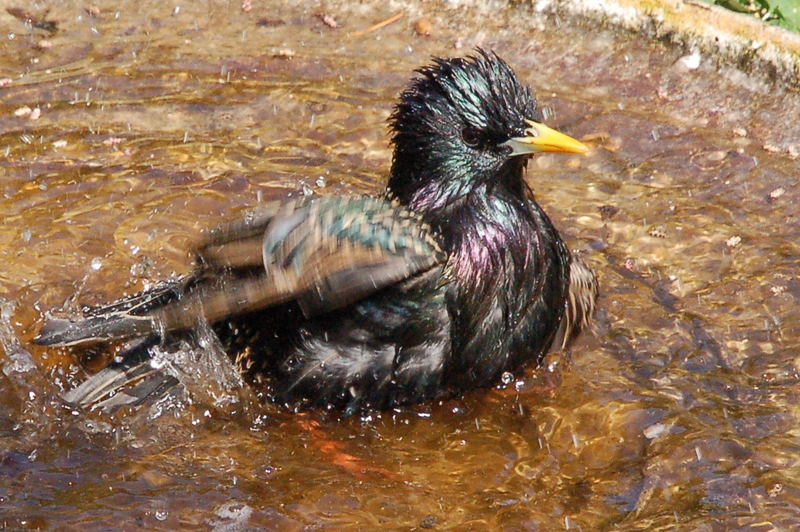 Star beim Baden