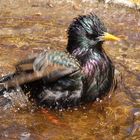 Star beim Baden