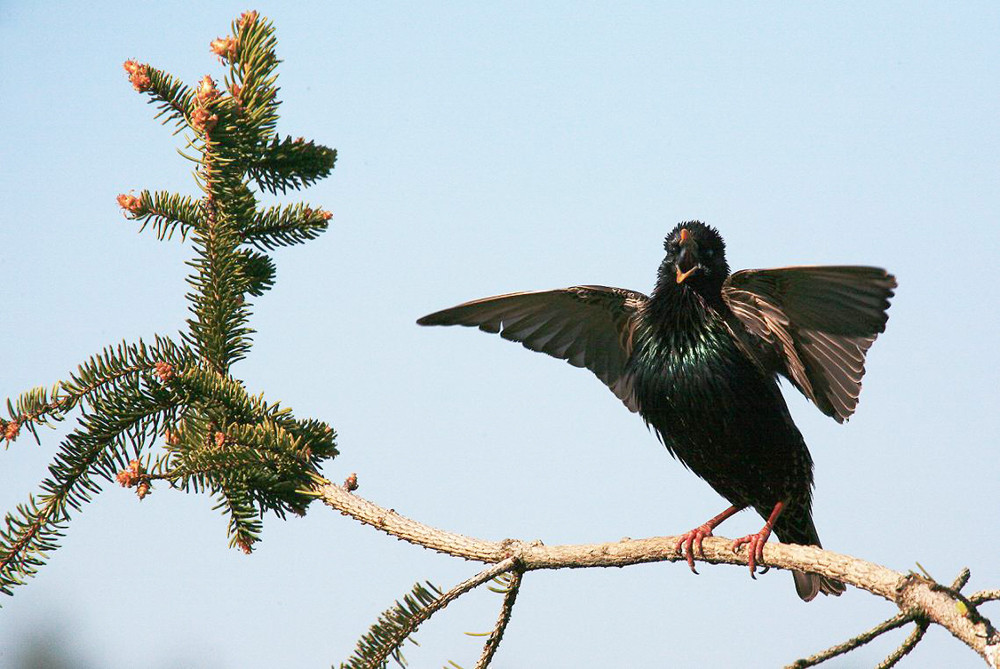 Star beim balzen