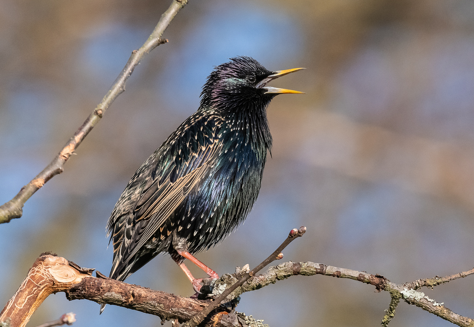 Star beim Balzgesang