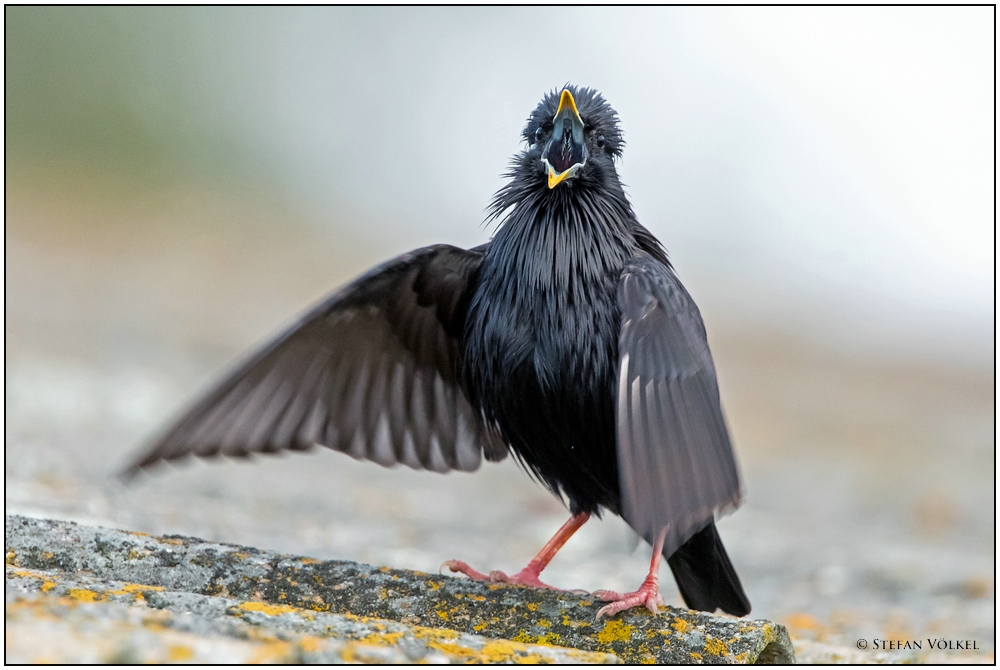 Star beim Balzgesang