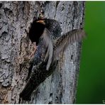 - Star beim füttern - ( Sturnus vulgaris )