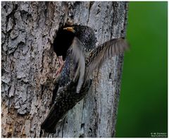 - Star beim füttern - ( Sturnus vulgaris )