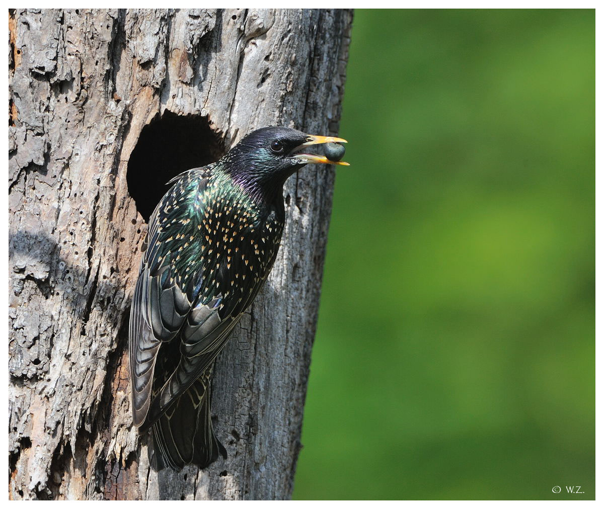 ---- Star beim füttern ---- ( Sturnus vulgaris )