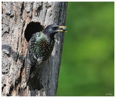 ---- Star beim füttern ---- ( Sturnus vulgaris )