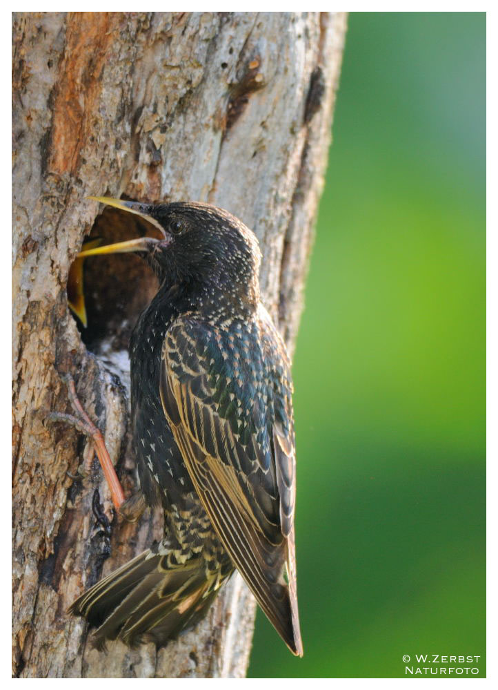 - Star beim füttern - ( Sturnus vulgaris )