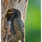 - Star beim füttern - ( Sturnus vulgaris )