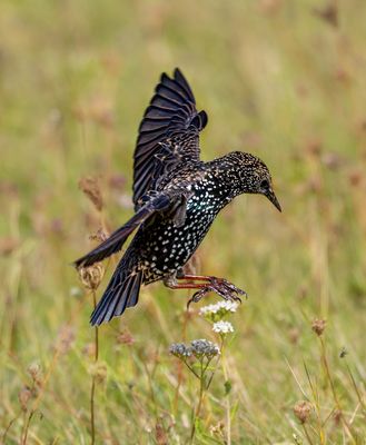 Star beim Landeanflug