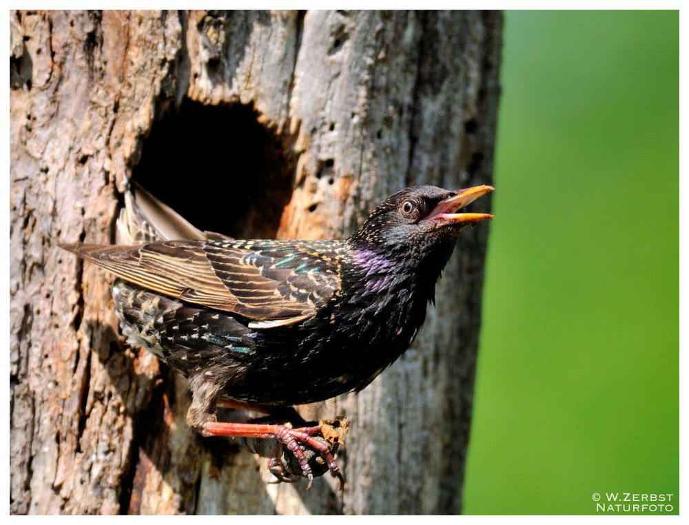 - STAR beim mäckern - ( Sturnus vulgaris )