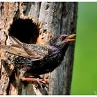 - STAR beim mäckern - ( Sturnus vulgaris )