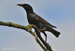 --- Star beim Nachschub ---- ( Sturnus vulgaris )