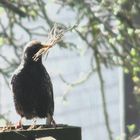 Star beim Nestbau