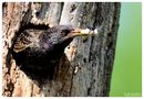 - STAR beim reinigen der Kinderstube - ( Sturnus vulgaris ) von Wolfgang Zerbst - Naturfoto