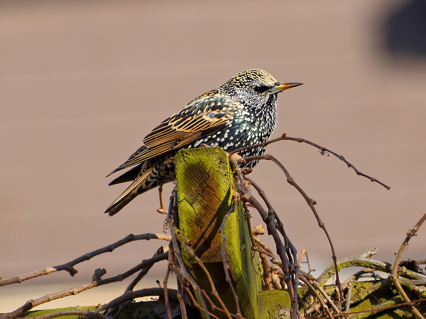 Star (Common Starling)