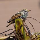 Star (Common Starling)