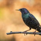 Star (Common starling)