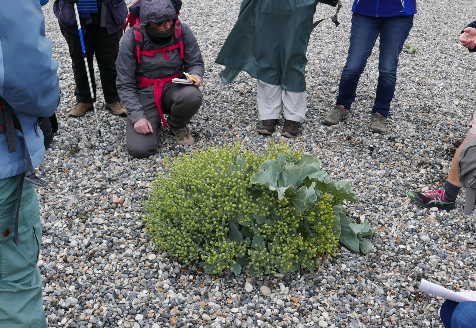 star de la baie de somme (2) : le chou maritime