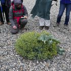 star de la baie de somme (2) : le chou maritime