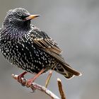 Star der Vögel (Sturnus vulgaris)