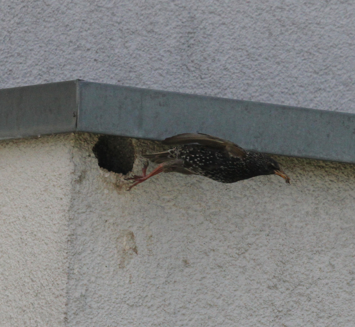 Star fliegt aus dem Nest in der Hauswand