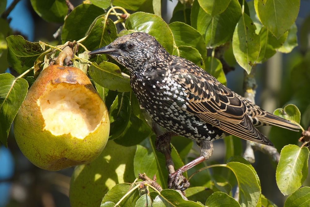 Star frisst sich satt Foto & Bild tiere, wildlife, wild lebende vögel Bilder auf