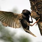 Star - Fütterung im Flug