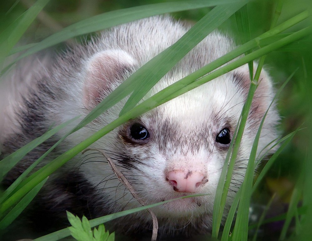 star furet