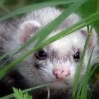 star furet