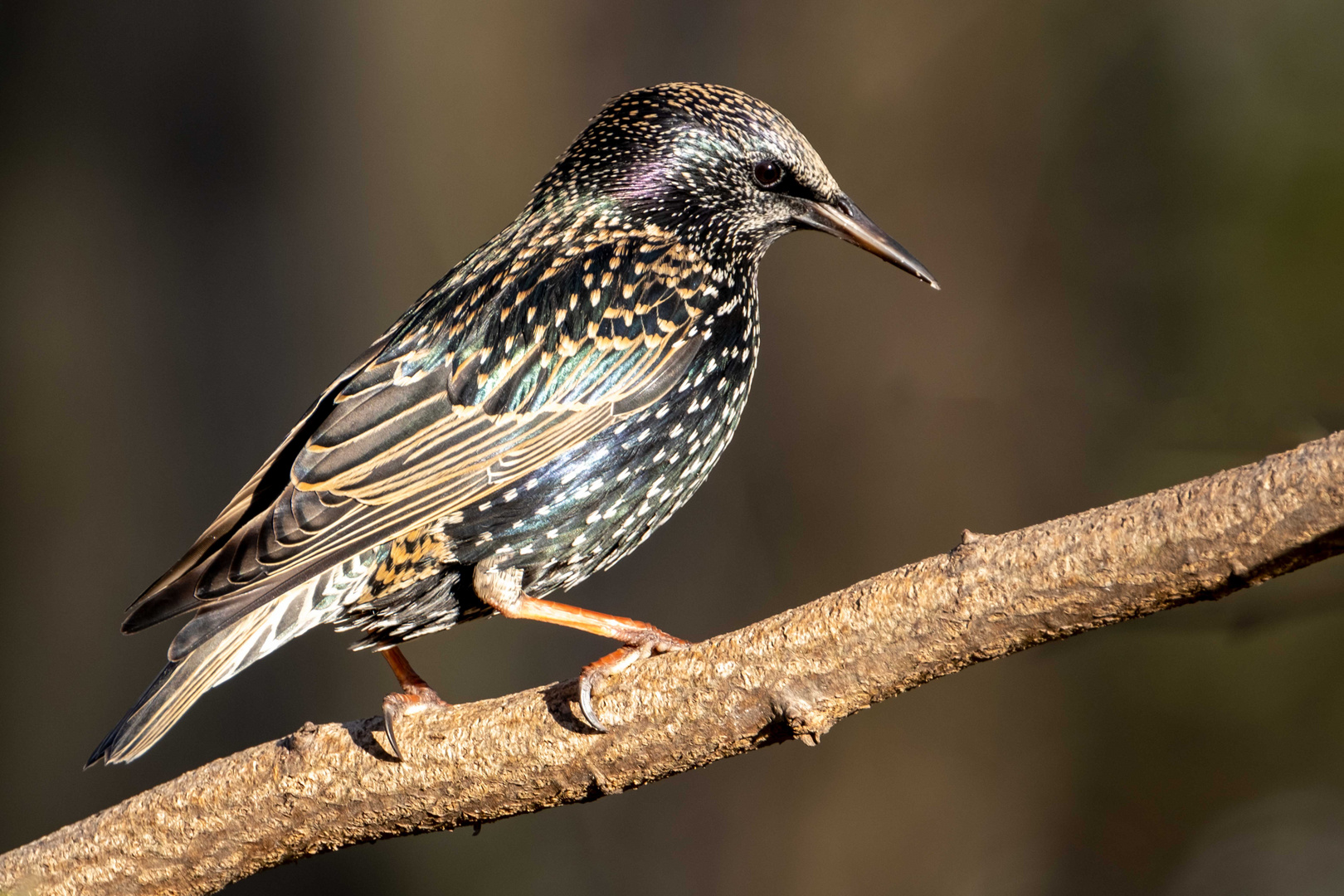 Star, Gemeiner Star, (Sturnus vulgaris)