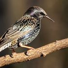 Star, Gemeiner Star, (Sturnus vulgaris)