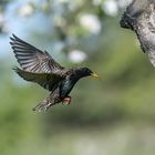 Star im Anflug auf die Bruthöhle