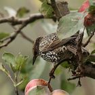 Star im Apfelbaum 1