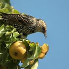 Star im Birnenbaum