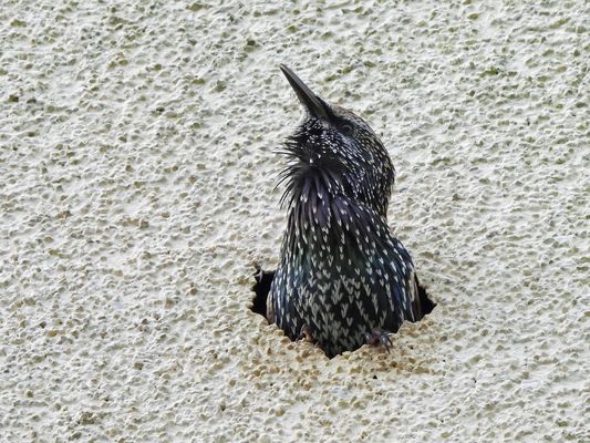 Star im Fassadenloch