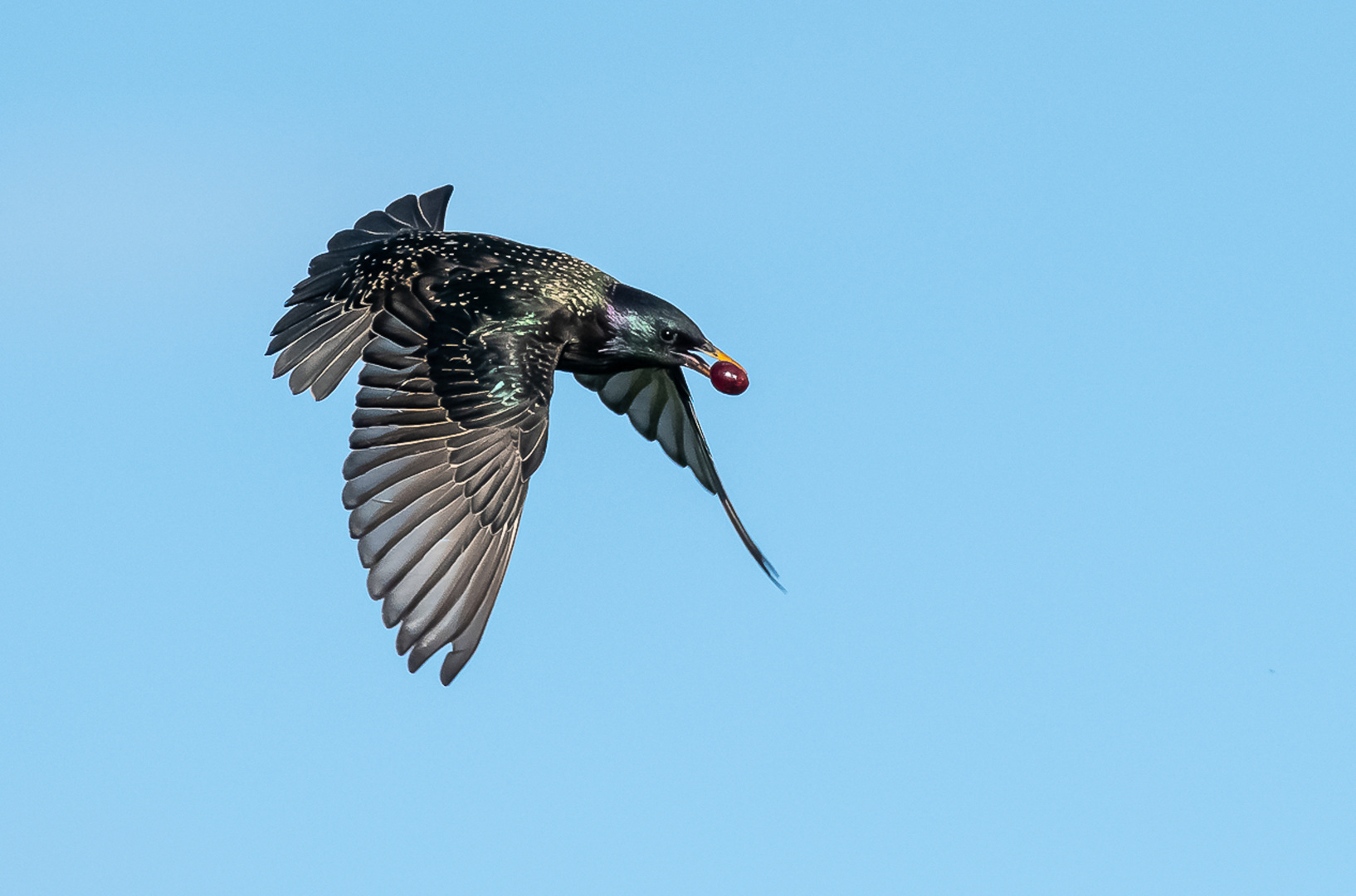 Star im Flug mit Kirsche