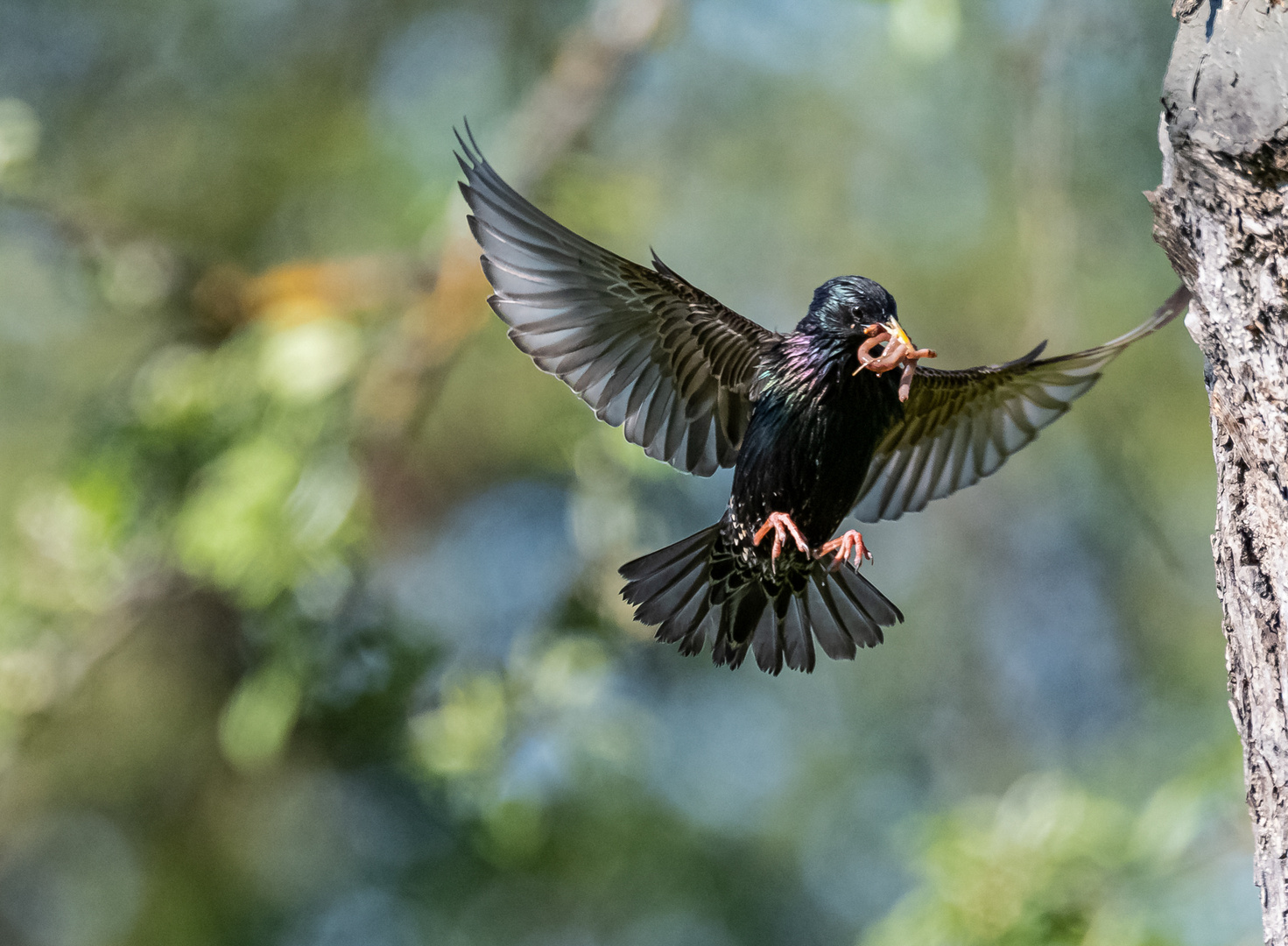 Star im Flug mit Regenwurm ...