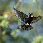 Star im Flug mit Regenwurm ...