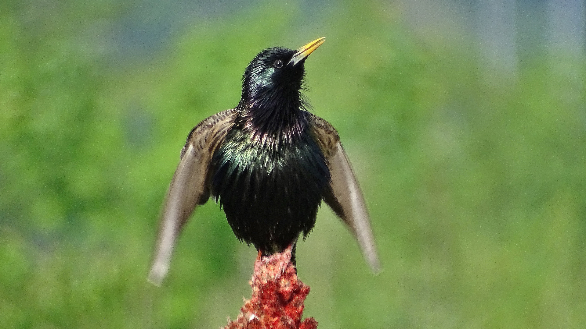 Star im Frühlingsgesang