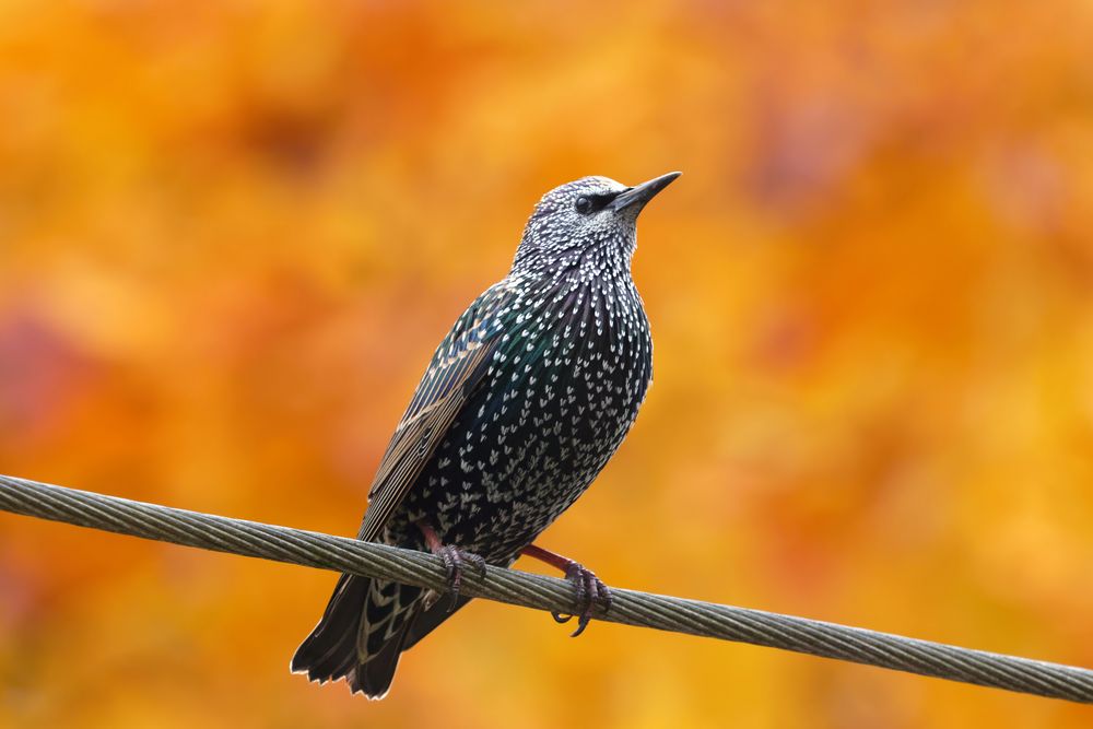 Star - im Herbst 