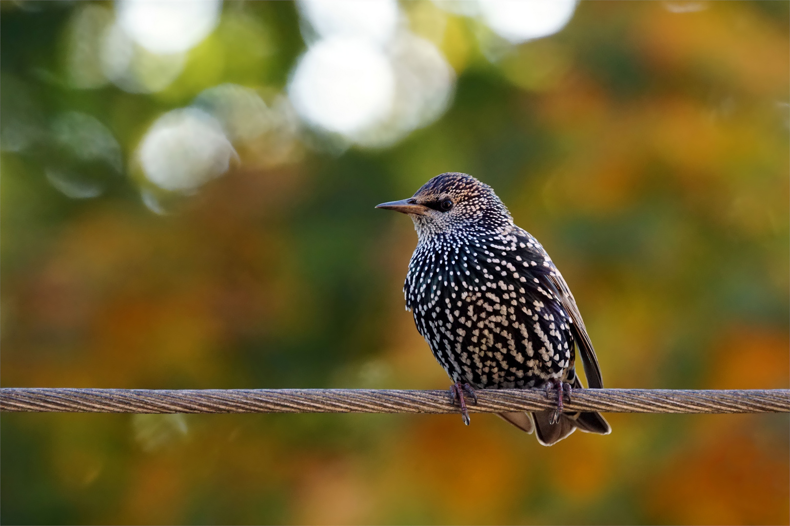 Star im Herbst