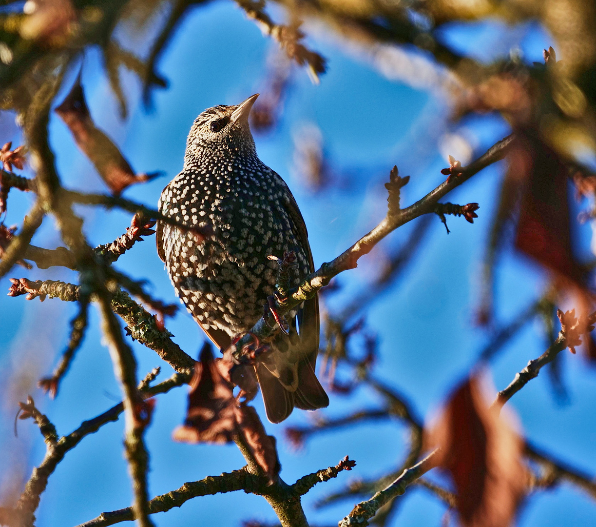 Star im herbstlichen Kirschbaum