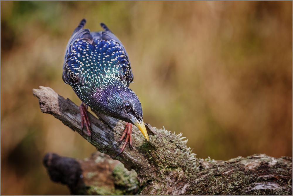 Star Im Hochzeitskleid Foto Bild Tiere Wildlife Wild Lebende Vogel Bilder Auf Fotocommunity