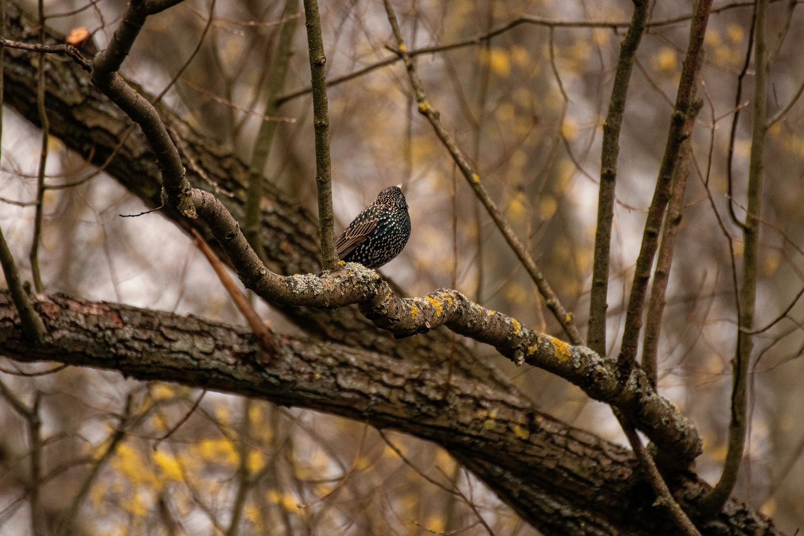 Star im November Wald 