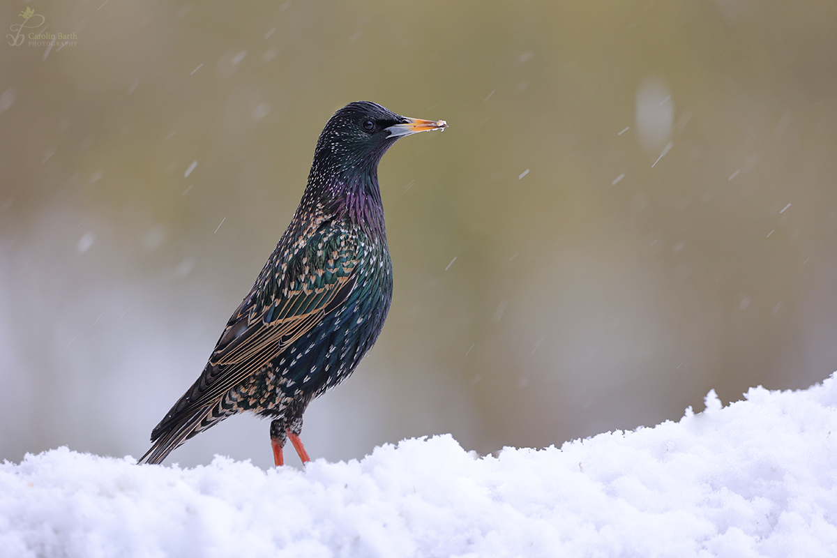 Star im Schnee