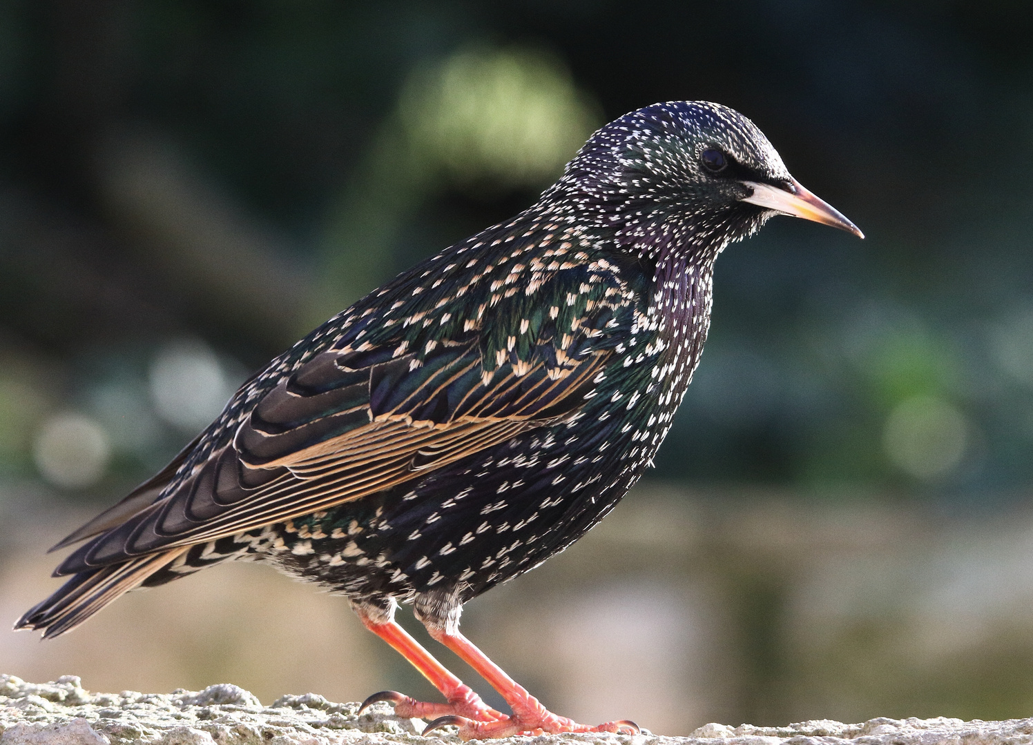 Vogel Star Bilder Vogel Star Bilder
