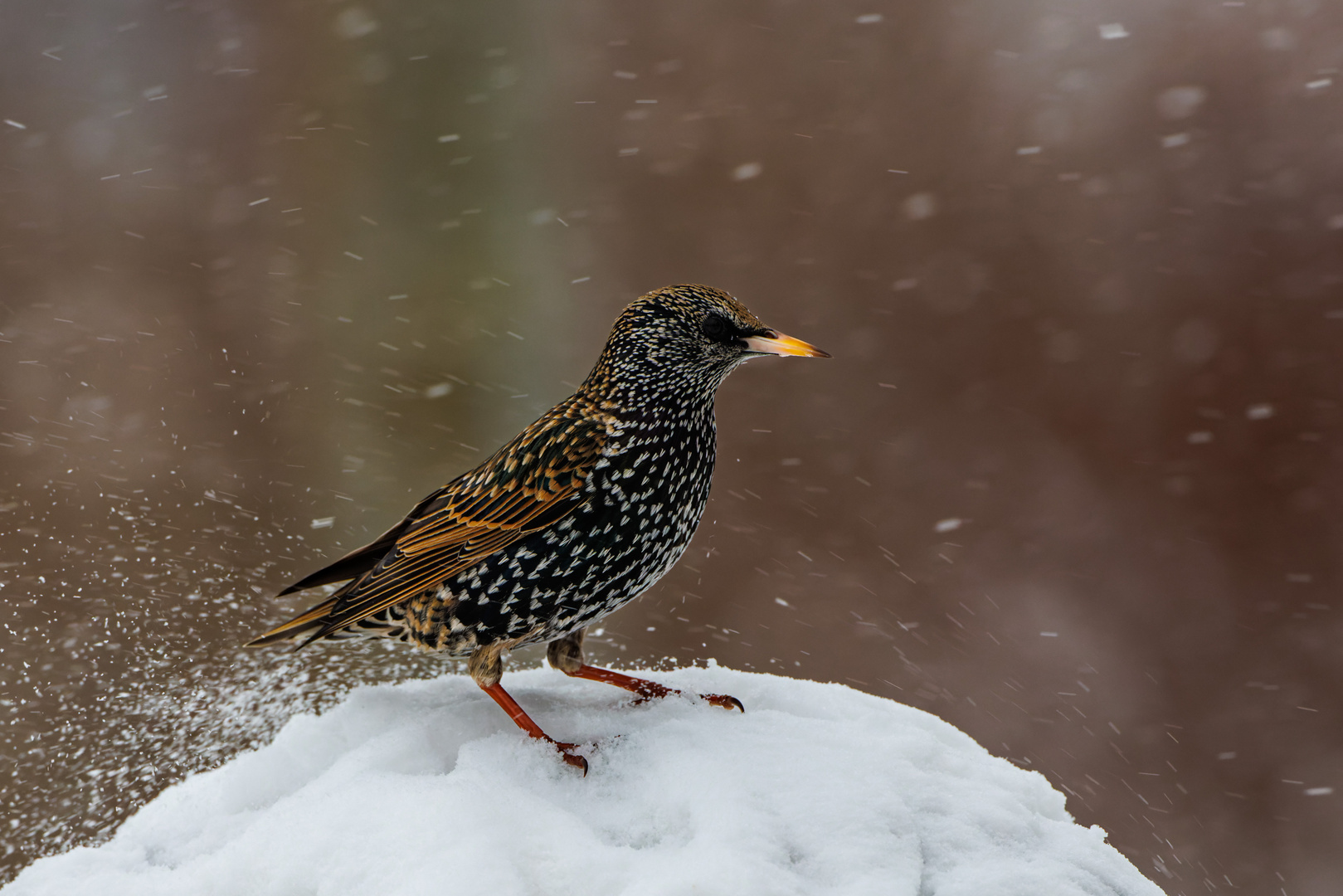 Star im Wintersturm