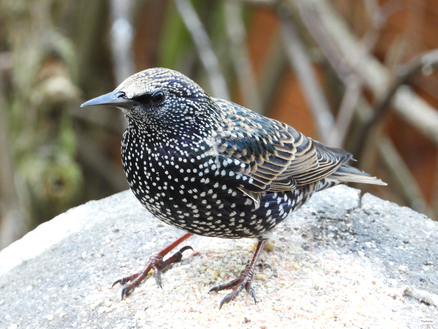 Star in meinem Garten Foto & Bild tiere, wildlife, wild lebende vögel