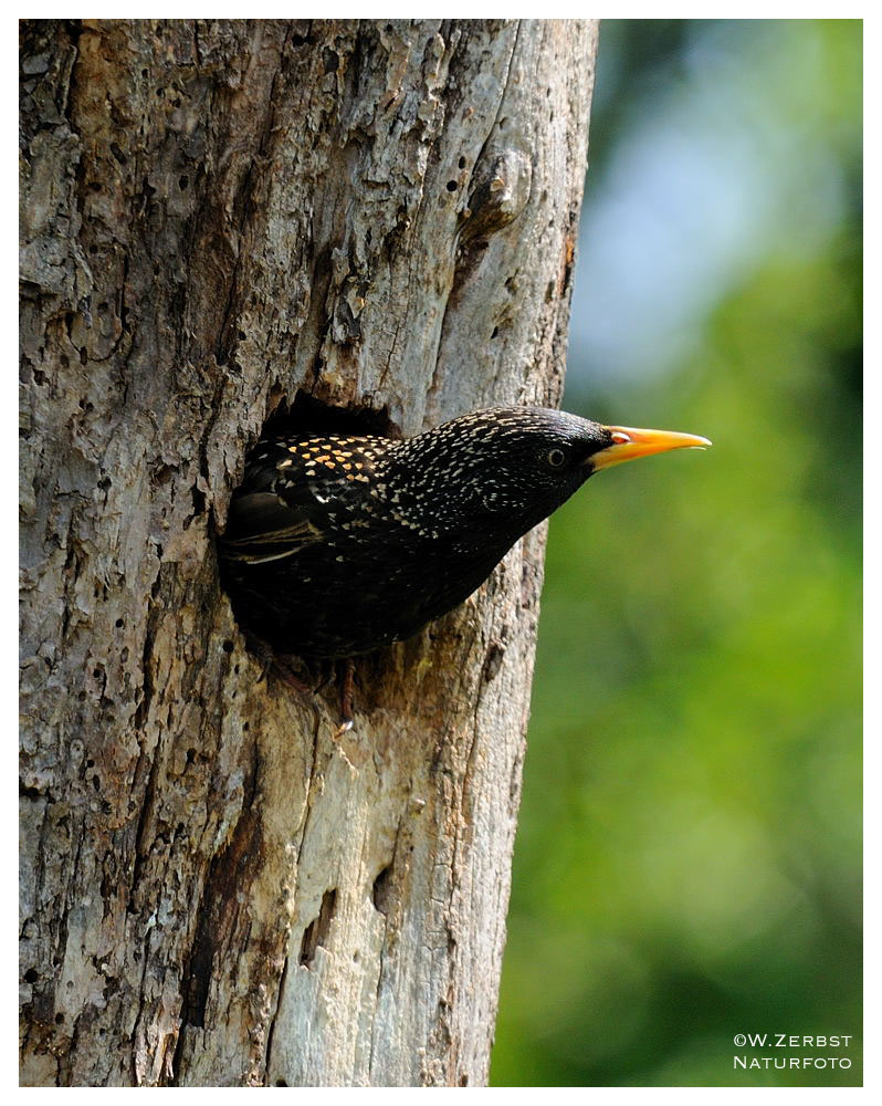 - Star in seiner Bruthöhle 2 - ( Sturnus vulgaris )