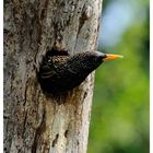 - Star in seiner Bruthöhle 2 - ( Sturnus vulgaris )