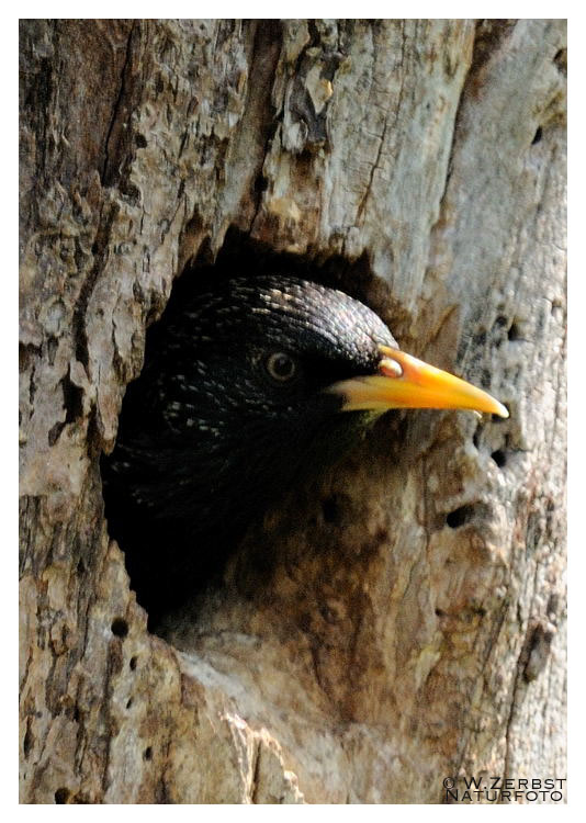 - Star in seiner Bruthöhle - ( Sturnus vulgaris )